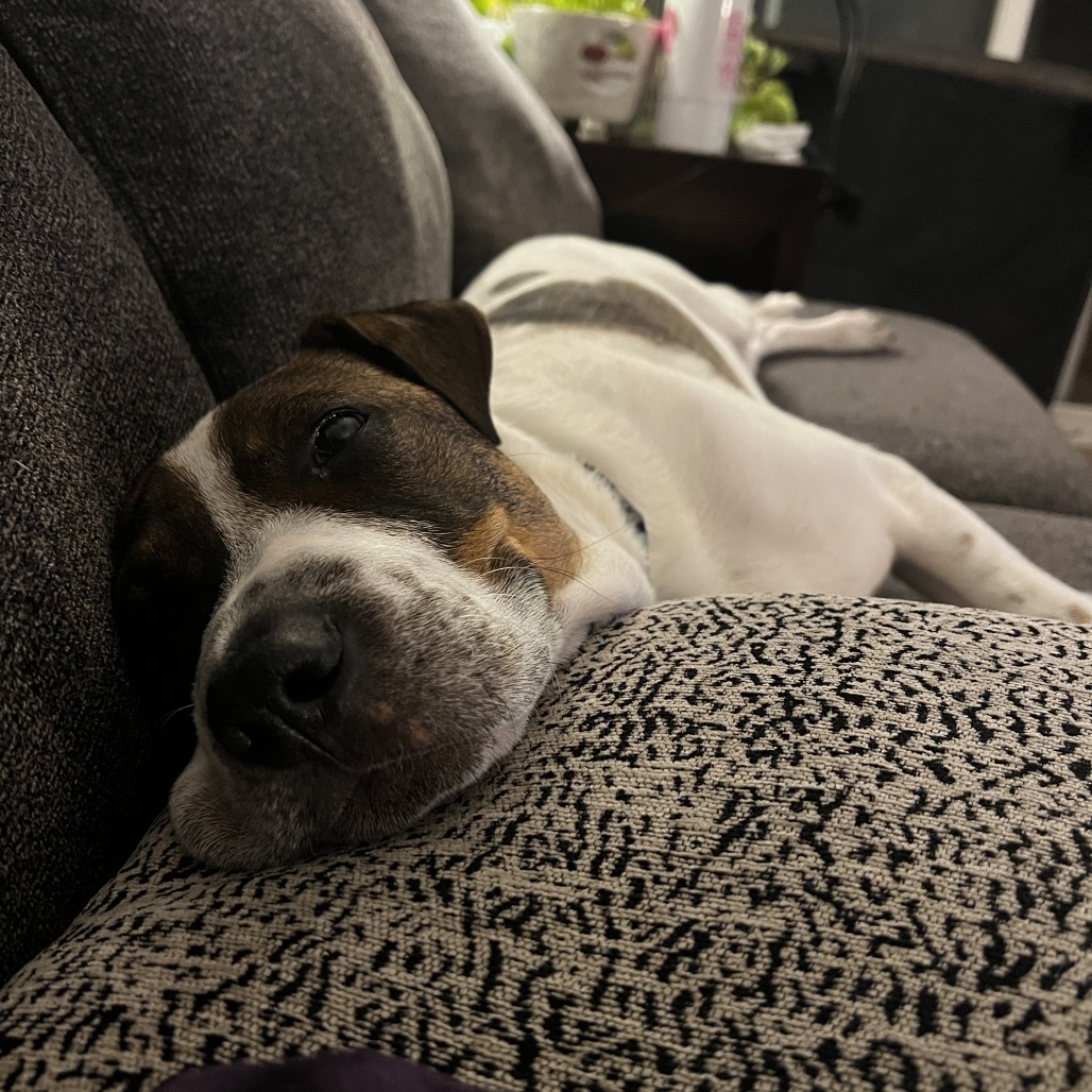 Spot, an adoptable Mixed Breed in Sioux Falls, SD, 57106 | Photo Image 4