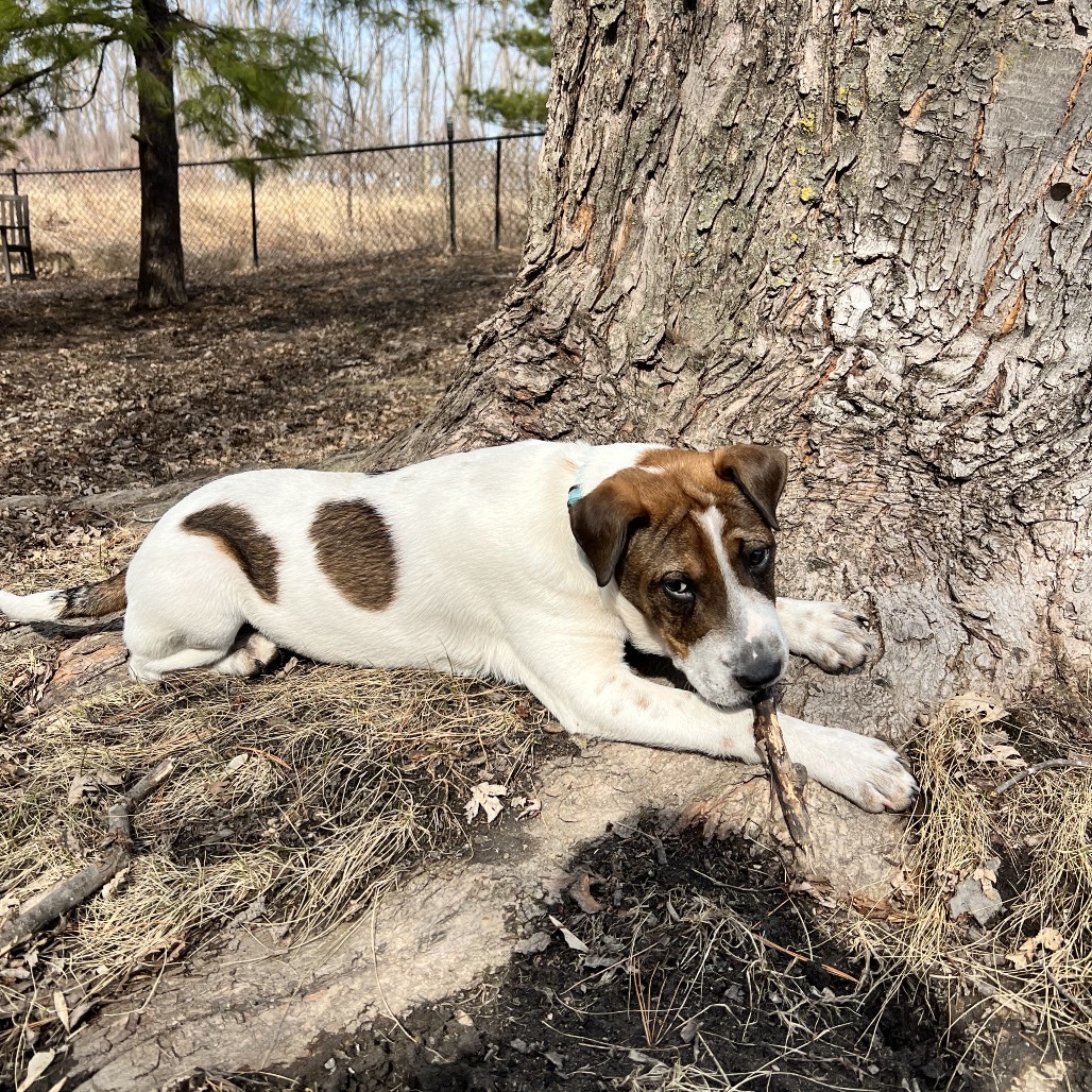 Spot, an adoptable Mixed Breed in Sioux Falls, SD, 57106 | Photo Image 5