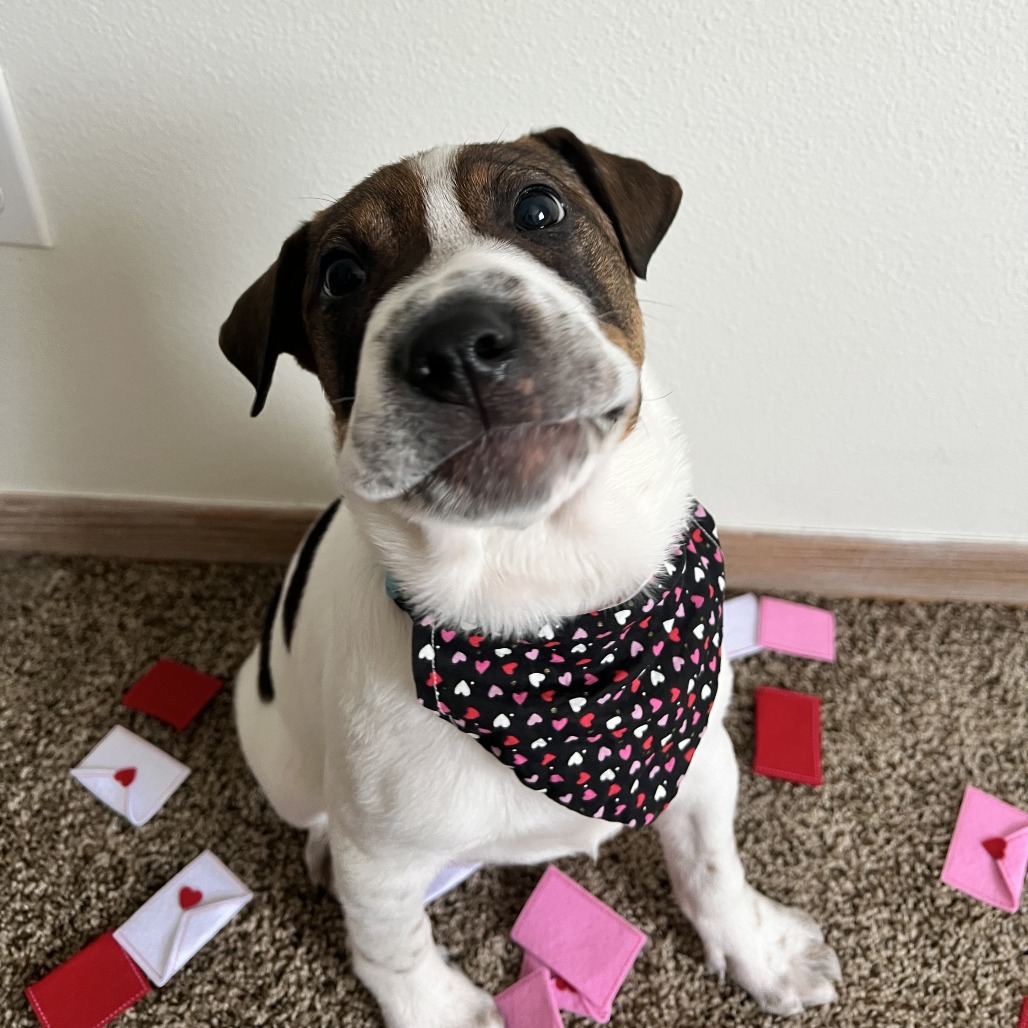 Spot, an adoptable Mixed Breed in Sioux Falls, SD, 57106 | Photo Image 4