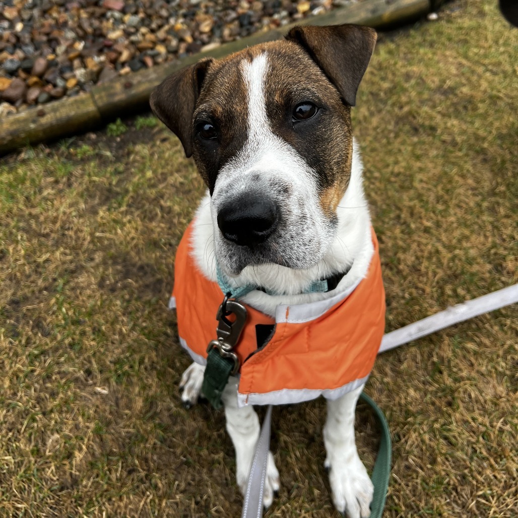 Spot, an adoptable Mixed Breed in Sioux Falls, SD, 57106 | Photo Image 6