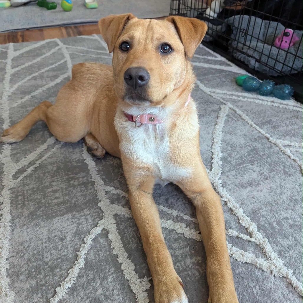 Ombre, an adoptable Mixed Breed in Sioux Falls, SD, 57106 | Photo Image 1