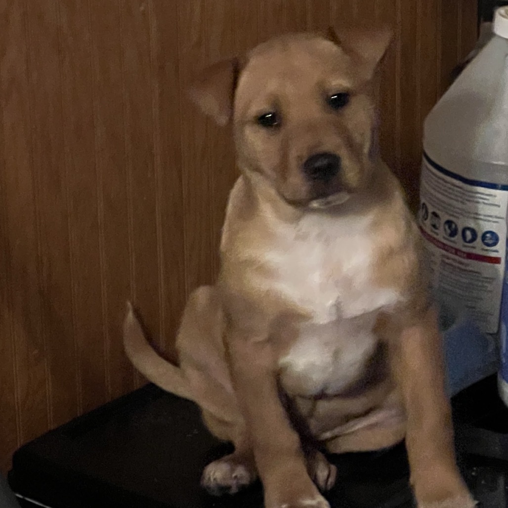 Ombre, an adoptable Mixed Breed in Sioux Falls, SD, 57106 | Photo Image 2