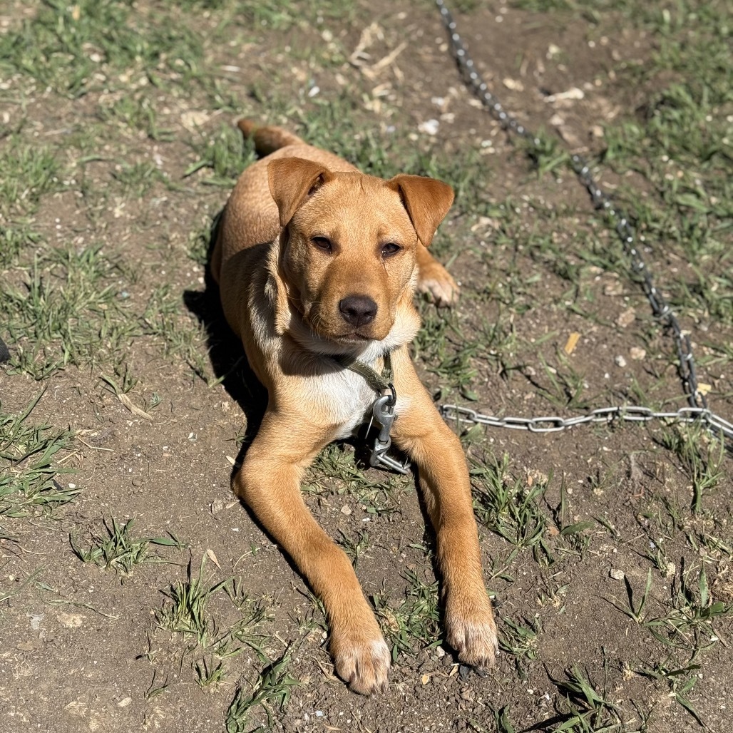 Ombre, an adoptable Mixed Breed in Sioux Falls, SD, 57106 | Photo Image 3