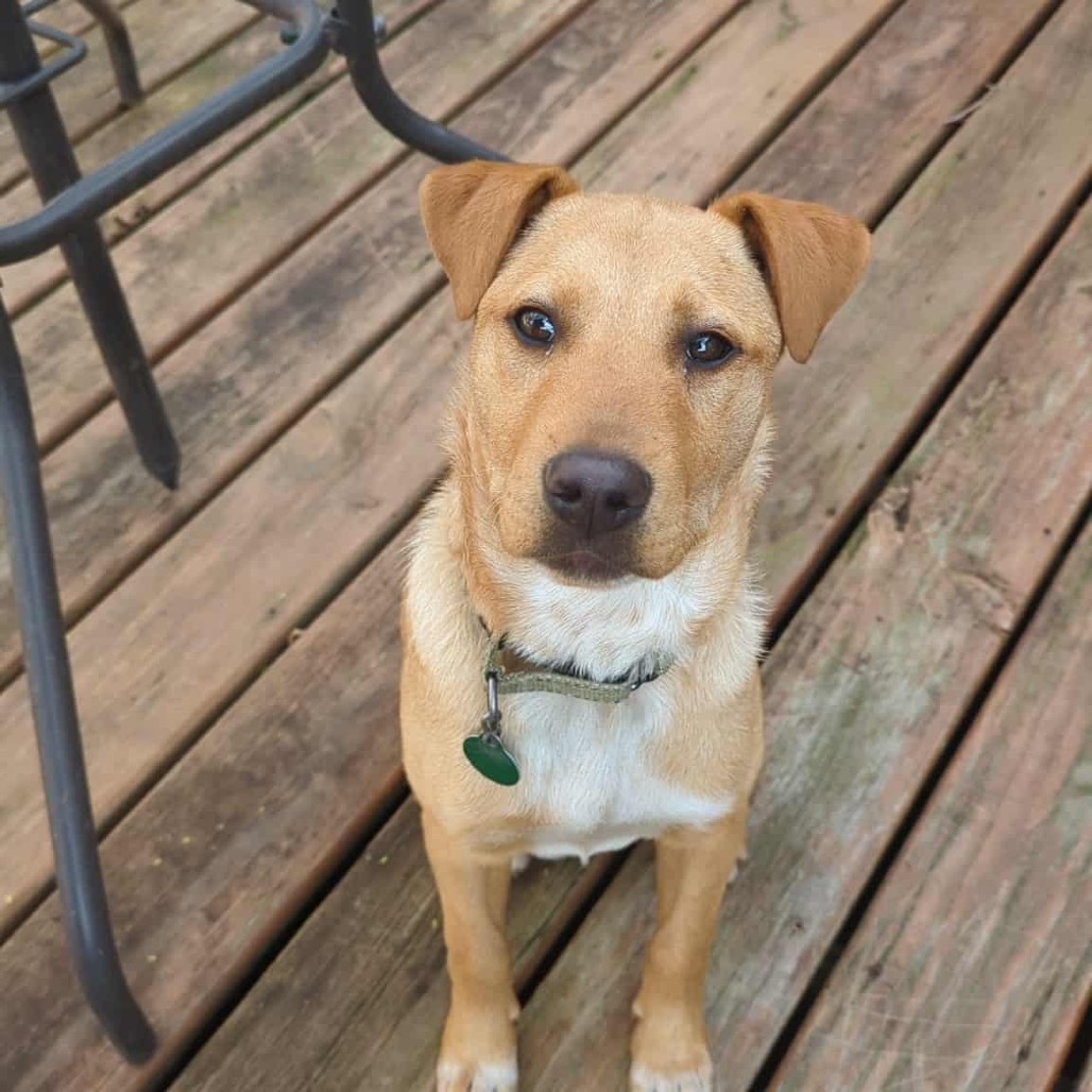 Ombre, an adoptable Mixed Breed in Sioux Falls, SD, 57106 | Photo Image 4
