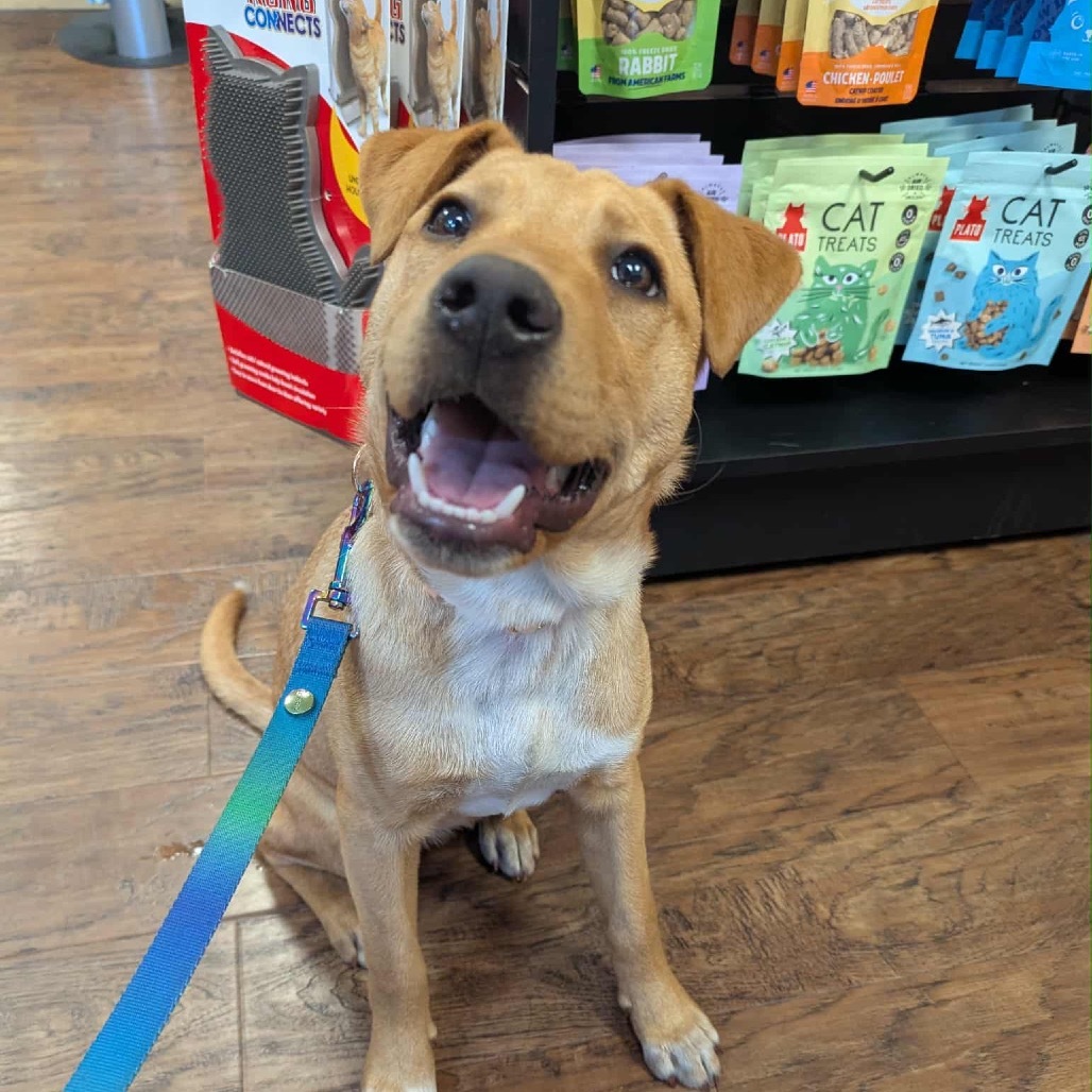 Ombre, an adoptable Mixed Breed in Sioux Falls, SD, 57106 | Photo Image 6
