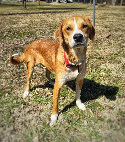 Benny, an adoptable Chinook, Mixed Breed in Morton Grove, IL, 60053 | Photo Image 1