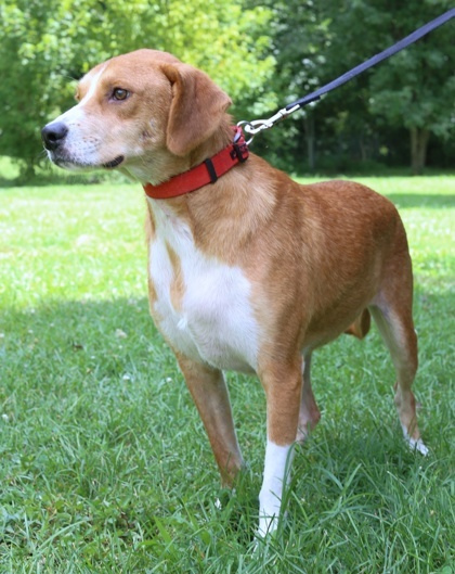 Benny, an adoptable Chinook, Mixed Breed in Morton Grove, IL, 60053 | Photo Image 1