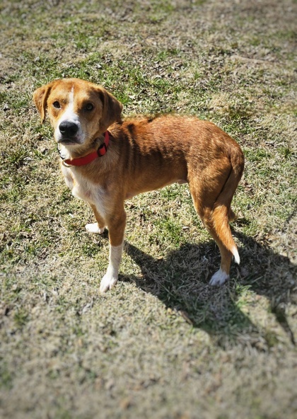 Benny, an adoptable Chinook, Mixed Breed in Morton Grove, IL, 60053 | Photo Image 2