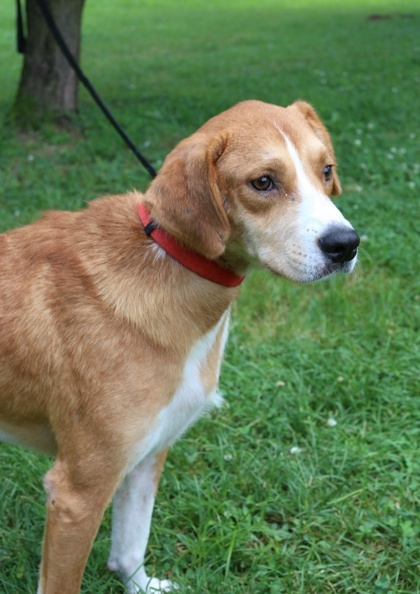 Benny, an adoptable Chinook, Mixed Breed in Morton Grove, IL, 60053 | Photo Image 2