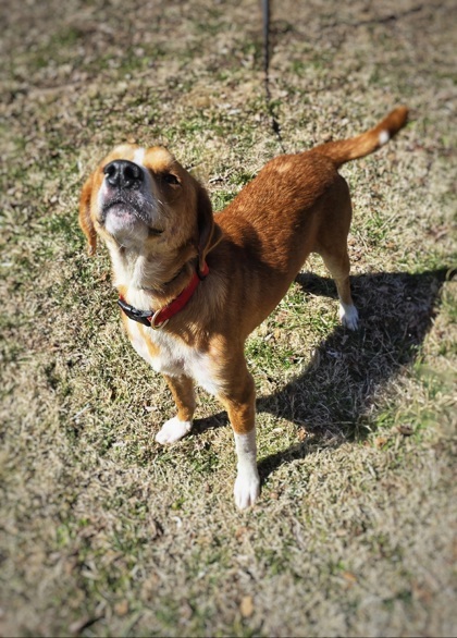 Benny, an adoptable Chinook, Mixed Breed in Morton Grove, IL, 60053 | Photo Image 3