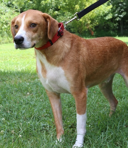 Benny, an adoptable Chinook, Mixed Breed in Morton Grove, IL, 60053 | Photo Image 3