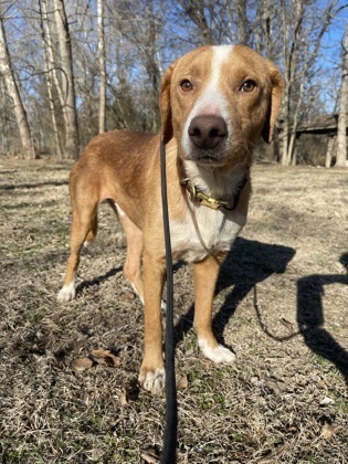 Banjo, an adoptable Chinook, Mixed Breed in Morton Grove, IL, 60053 | Photo Image 1