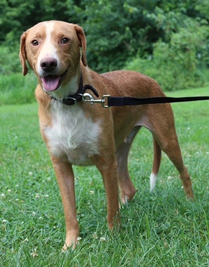 Banjo, an adoptable Chinook, Mixed Breed in Morton Grove, IL, 60053 | Photo Image 1