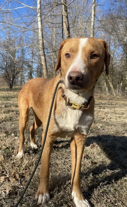 Banjo, an adoptable Chinook, Mixed Breed in Morton Grove, IL, 60053 | Photo Image 2