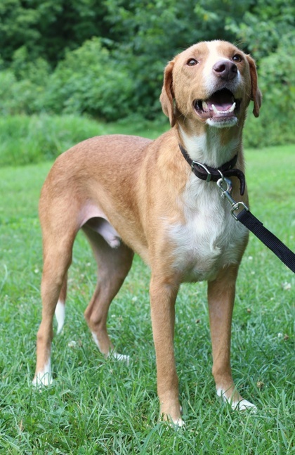Banjo, an adoptable Chinook, Mixed Breed in Morton Grove, IL, 60053 | Photo Image 2