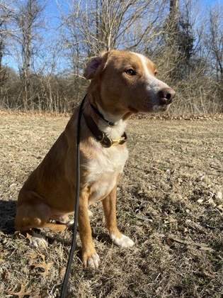 Banjo, an adoptable Chinook, Mixed Breed in Morton Grove, IL, 60053 | Photo Image 3