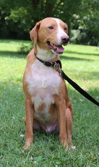 Banjo, an adoptable Chinook, Mixed Breed in Morton Grove, IL, 60053 | Photo Image 3