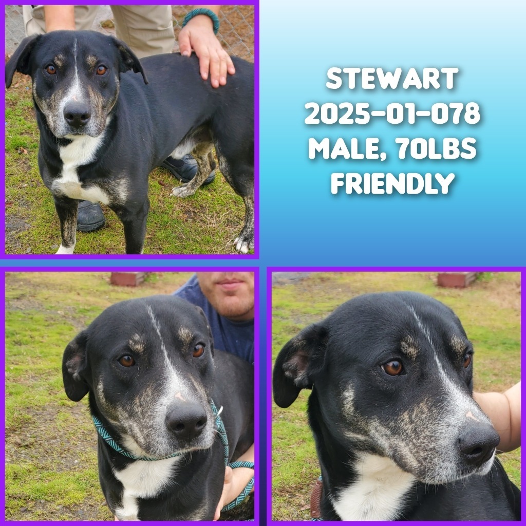 2025-01-078 *Stewart*