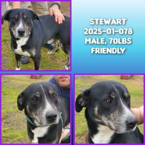 2025-01-078 *Stewart*, Adult Male unknown