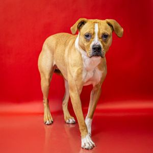 Primary Color Brown Secondary Color White Weight 466lbs Age 2yrs 4mths 3wks Animal has been Spa