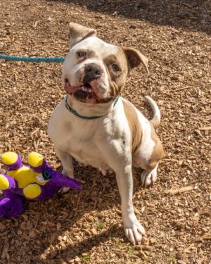 Coraline, Adult Female Mixed Breed