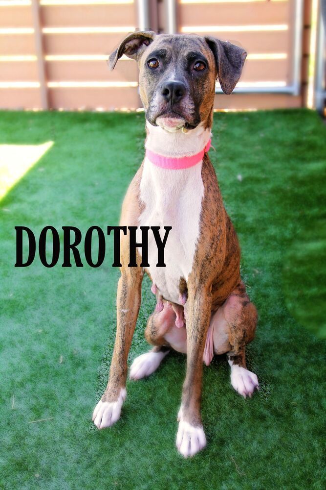 Dorothy (Dottie)
