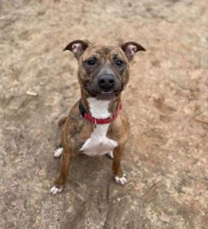 Bruce, Adult Male Mixed Breed