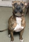 Bruce photo 2