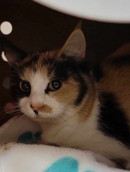 Eve, an adoptable Domestic Short Hair in Buchanan Dam, TX, 78609 | Photo Image 1