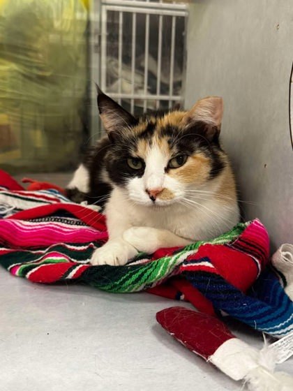 Eve, an adoptable Domestic Short Hair in Buchanan Dam, TX, 78609 | Photo Image 1