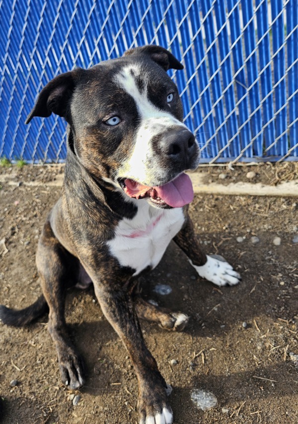 Tyson