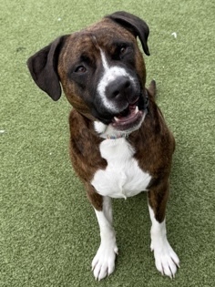 Dustin, an adoptable Bullmastiff, Boxer in Fishers, IN, 46038 | Photo Image 1