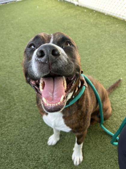 Dustin, an adoptable Bullmastiff, Boxer in Fishers, IN, 46038 | Photo Image 1