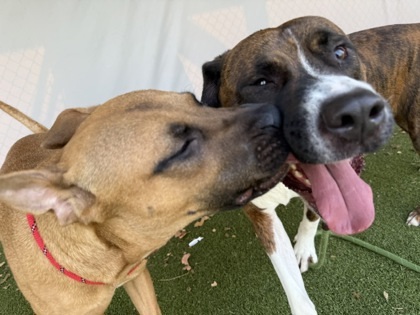 Dustin, an adoptable Bullmastiff, Boxer in Fishers, IN, 46038 | Photo Image 2