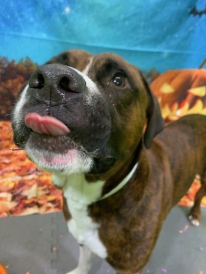 Dustin, an adoptable Bullmastiff, Boxer in Fishers, IN, 46038 | Photo Image 3
