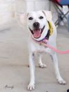 Brandy photo 1