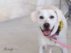 Brandy photo 2