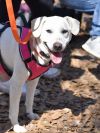 Brandy photo 3