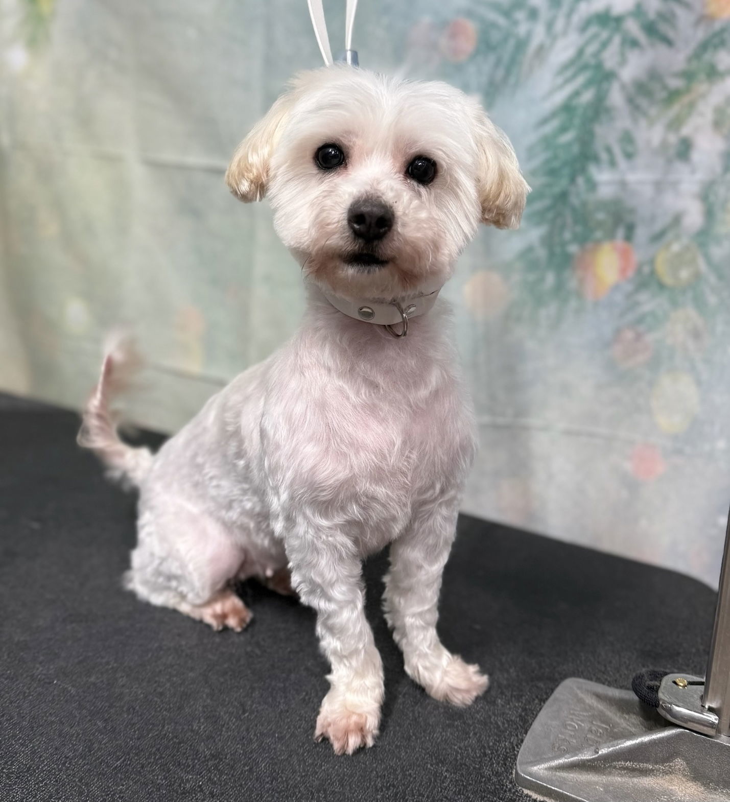 Kisses, an adoptable Cockapoo in Palo Alto, CA, 94306 | Photo Image 1