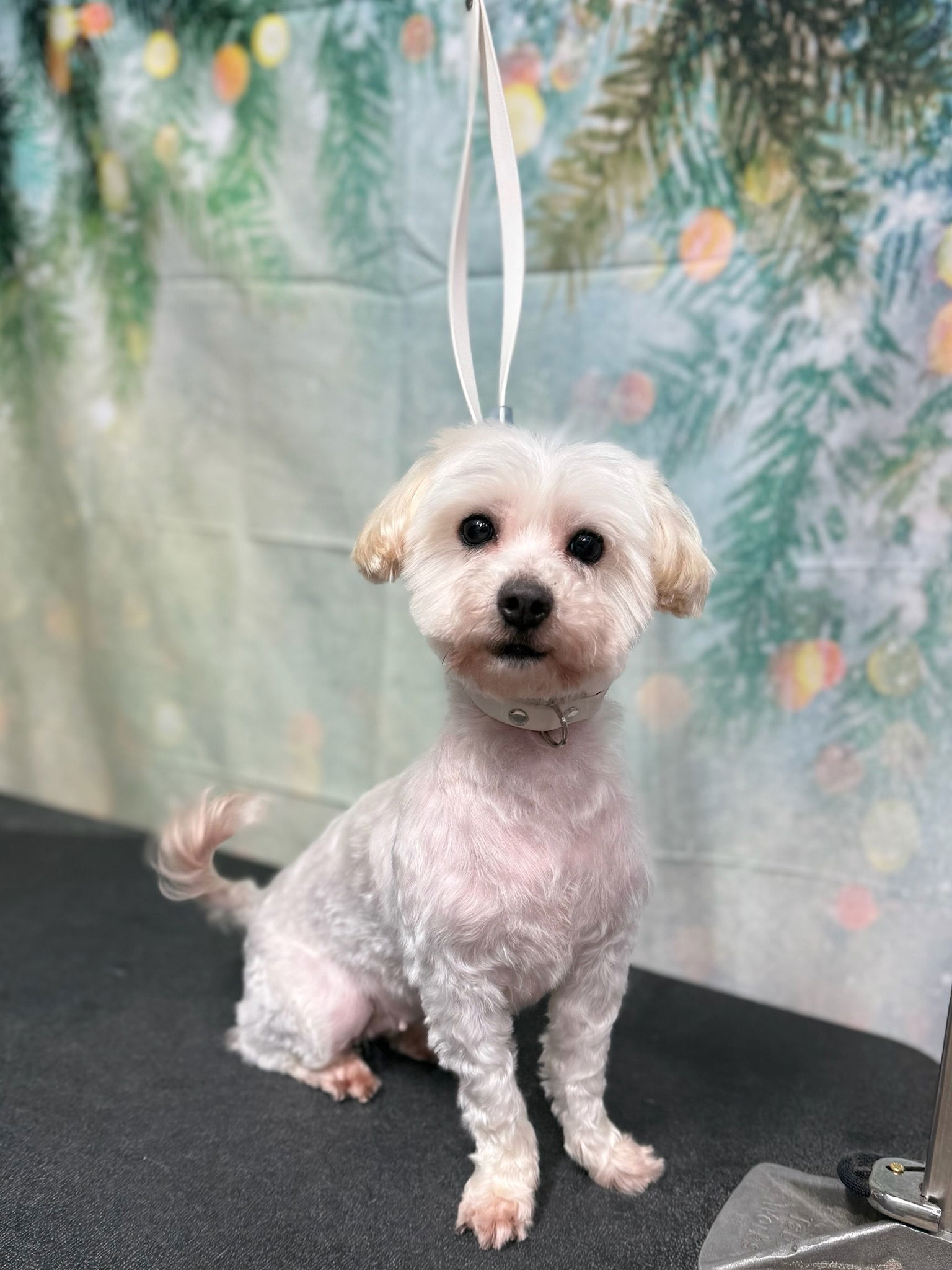 Kisses, an adoptable Cockapoo in Palo Alto, CA, 94306 | Photo Image 2