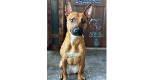 Malibu, Young Female Belgian Shepherd / Malinois
