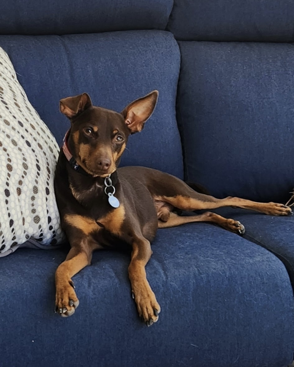 Chico