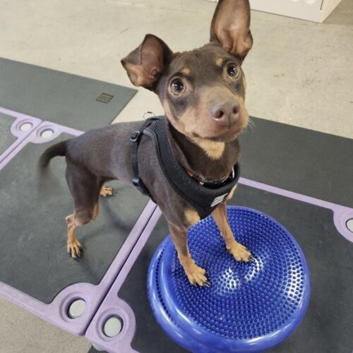 Chico