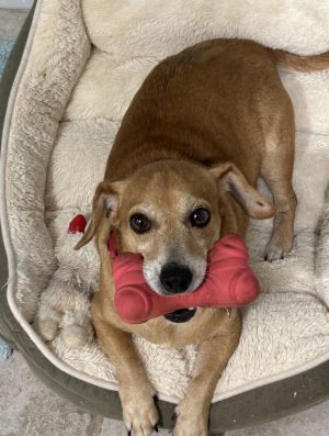 Bella, Senior Female unknown