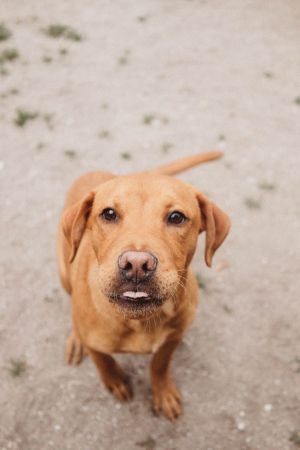 Big Red, Young Male American Bulldog