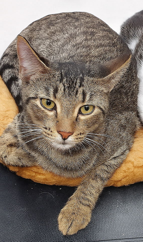 Lemon, an adoptable Tabby, Domestic Short Hair in Pineville, LA, 71361 | Photo Image 1