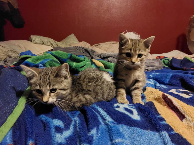 Lemon, an adoptable Tabby, Domestic Short Hair in Pineville, LA, 71361 | Photo Image 2