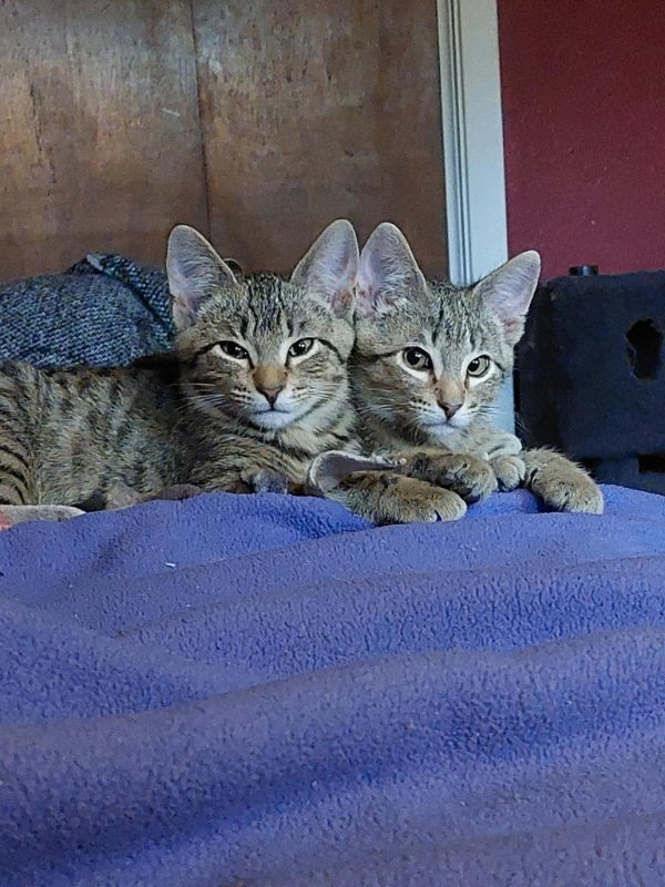 Lemon, an adoptable Tabby, Domestic Short Hair in Pineville, LA, 71361 | Photo Image 3