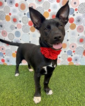 Marie, Baby Female American Staffordshire Terrier