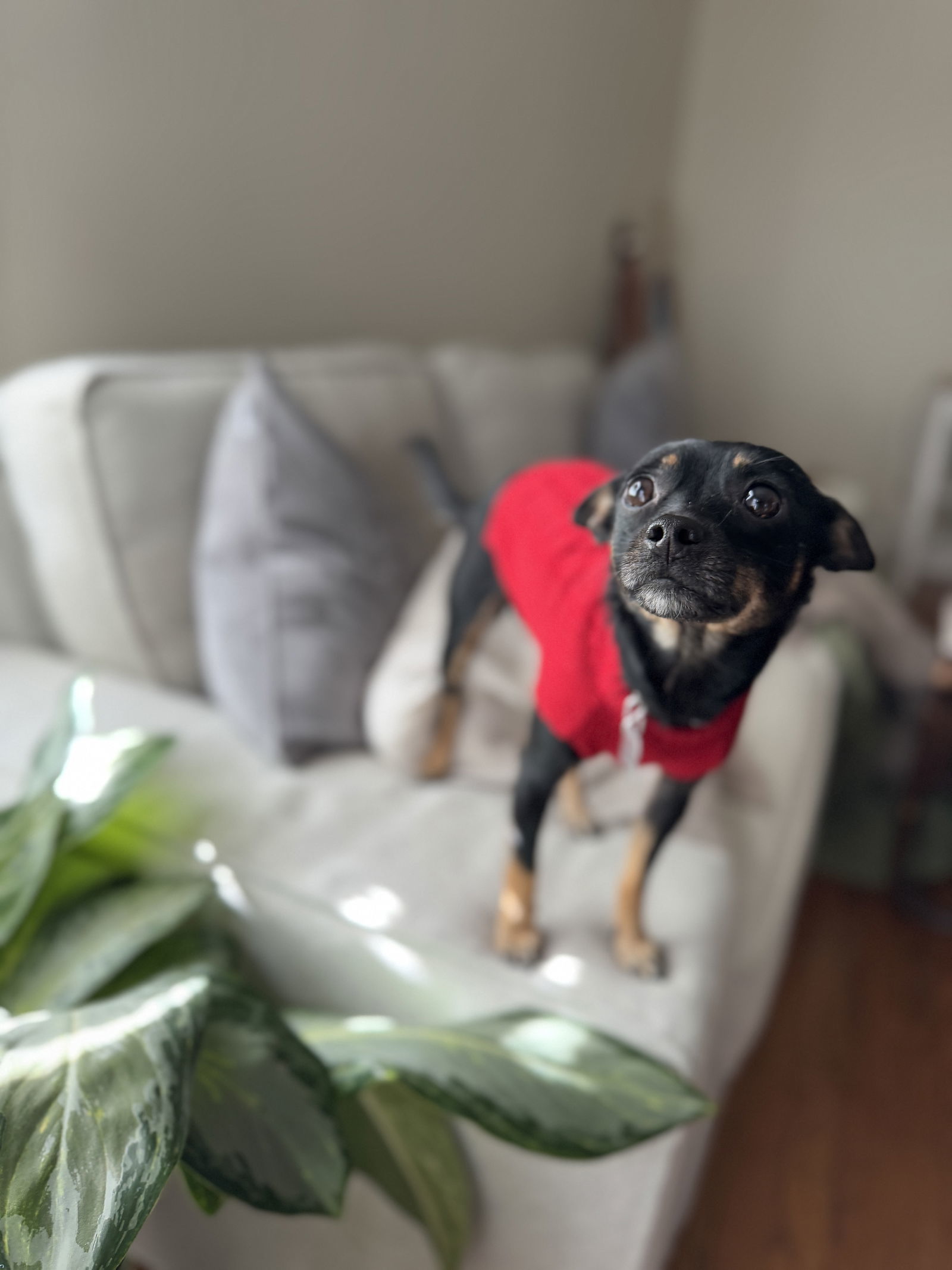 Lil